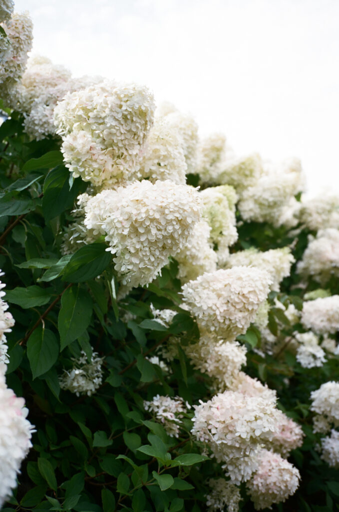 A wedding photo captured on 35mm film featuring a hydrangeas at the reception venue