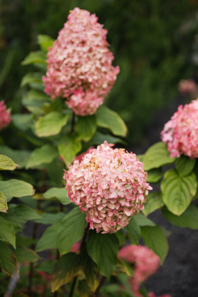 Romantic details at The Legacy on 18 Mile Creek